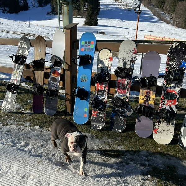 Sonne-Schnee-Snowboards-Schlitten-Schlittschuhe-Schwimmen
