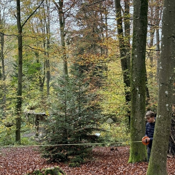 WALD und Klima