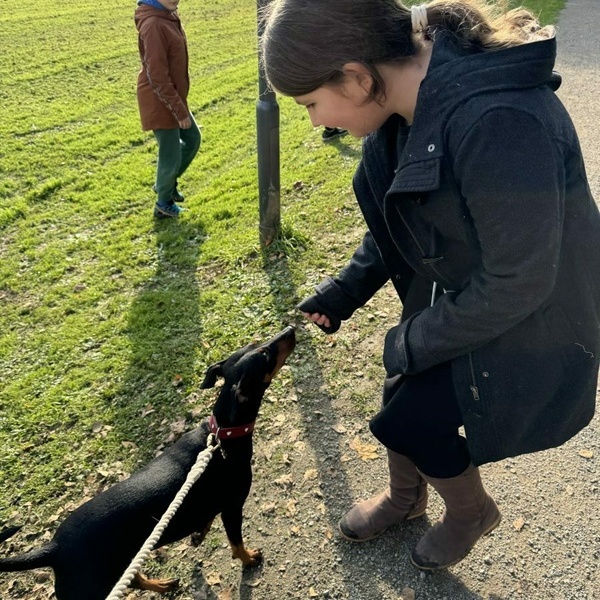 Canis lupus familiaris