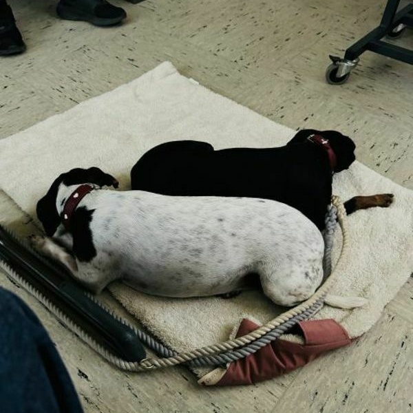 Canis lupus familiaris