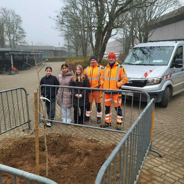 Baum auf dem Schulhof